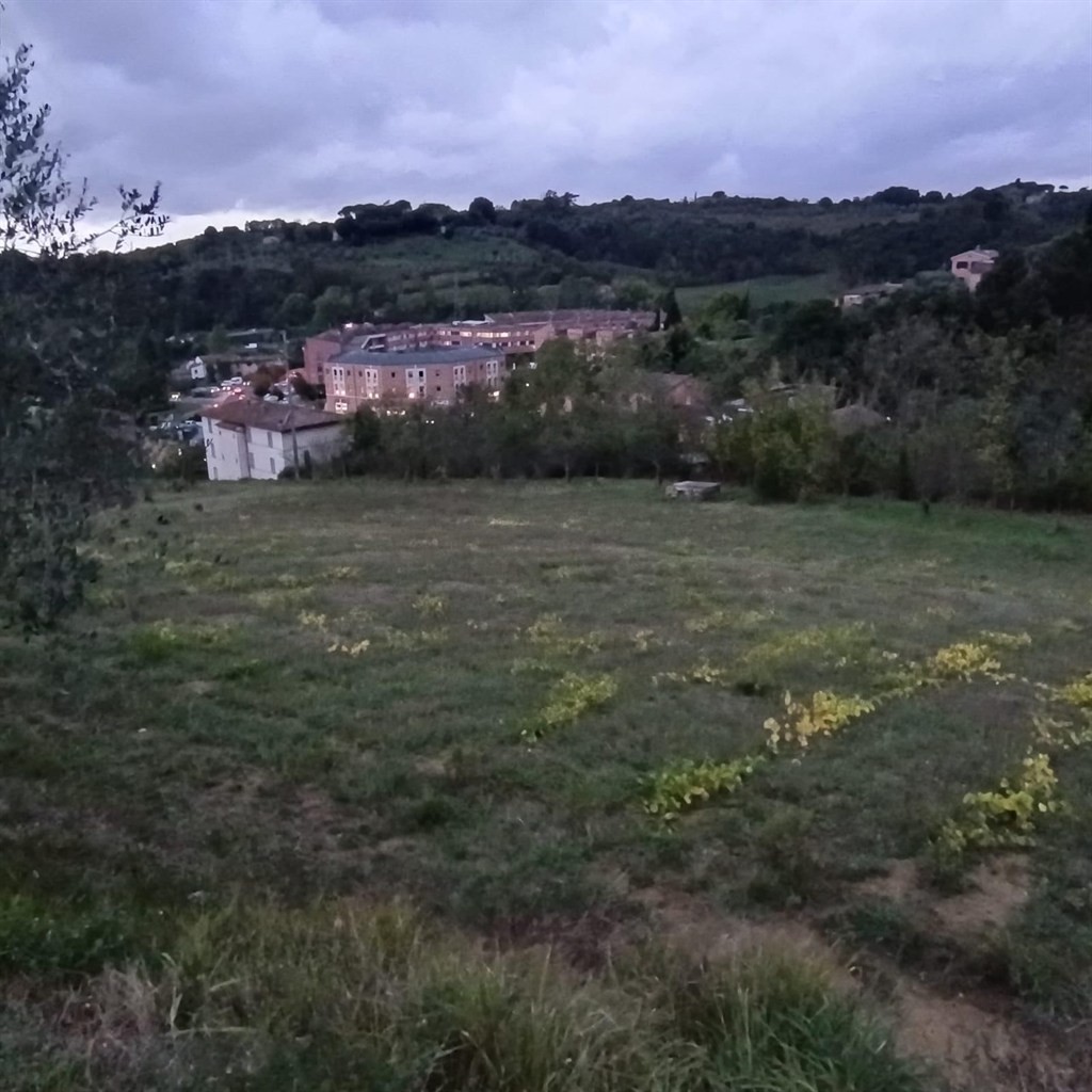 SIENA vendesi terreno AGRICOLO  località COLONNA SAN  DI 20000 MQ